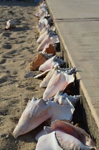 Close-up of dead animal