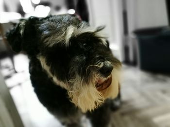 Close-up of dog