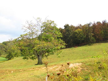 Trees on field against sky