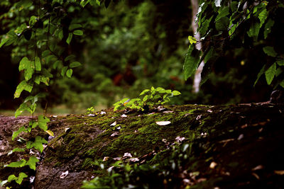 Close-up of moss growing on tree trunk