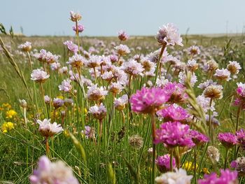 Close-up of flowers blooming in field