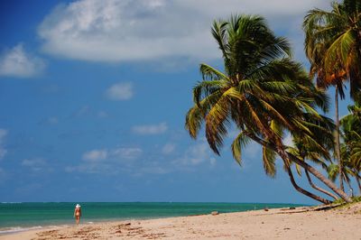 Palm trees on beach against sky