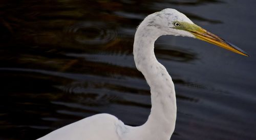 Close-up of bird against lake