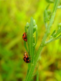 Close-up of ladybug on plant