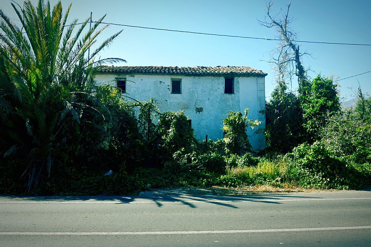 PLANTS BY ROAD AGAINST HOUSE