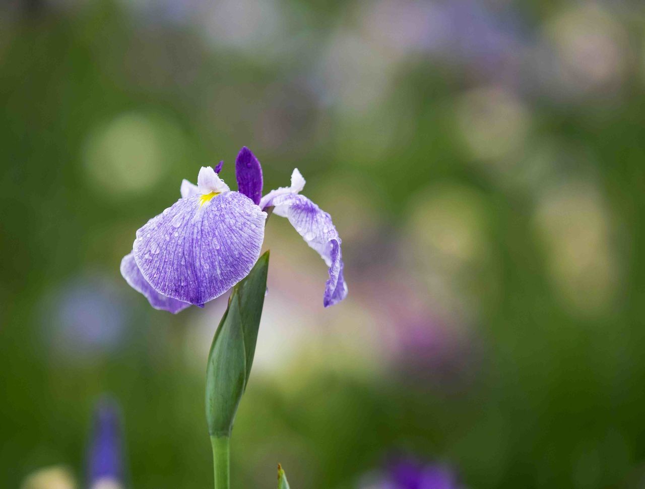 flower, focus on foreground, purple, growth, fragility, petal, beauty in nature, nature, freshness, day, blooming, flower head, outdoors, close-up, plant, no people, periwinkle