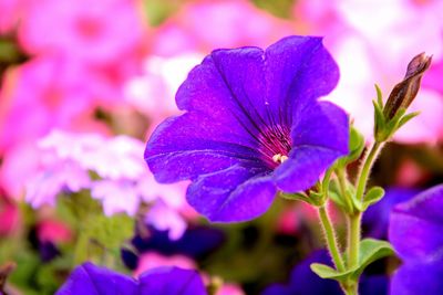 Close-up of purple flowers blooming outdoors