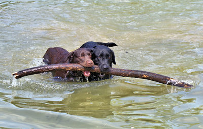 Dogs swimming in lake