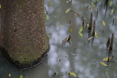 High angle view of insect on lake