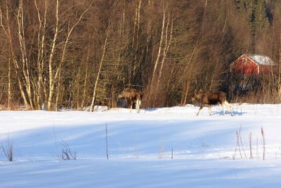 Scenic view of snow covered landscape