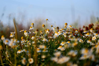 Close-up of yellow flowering plants on field