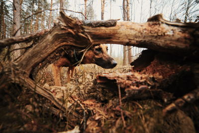 View of dead tree in forest