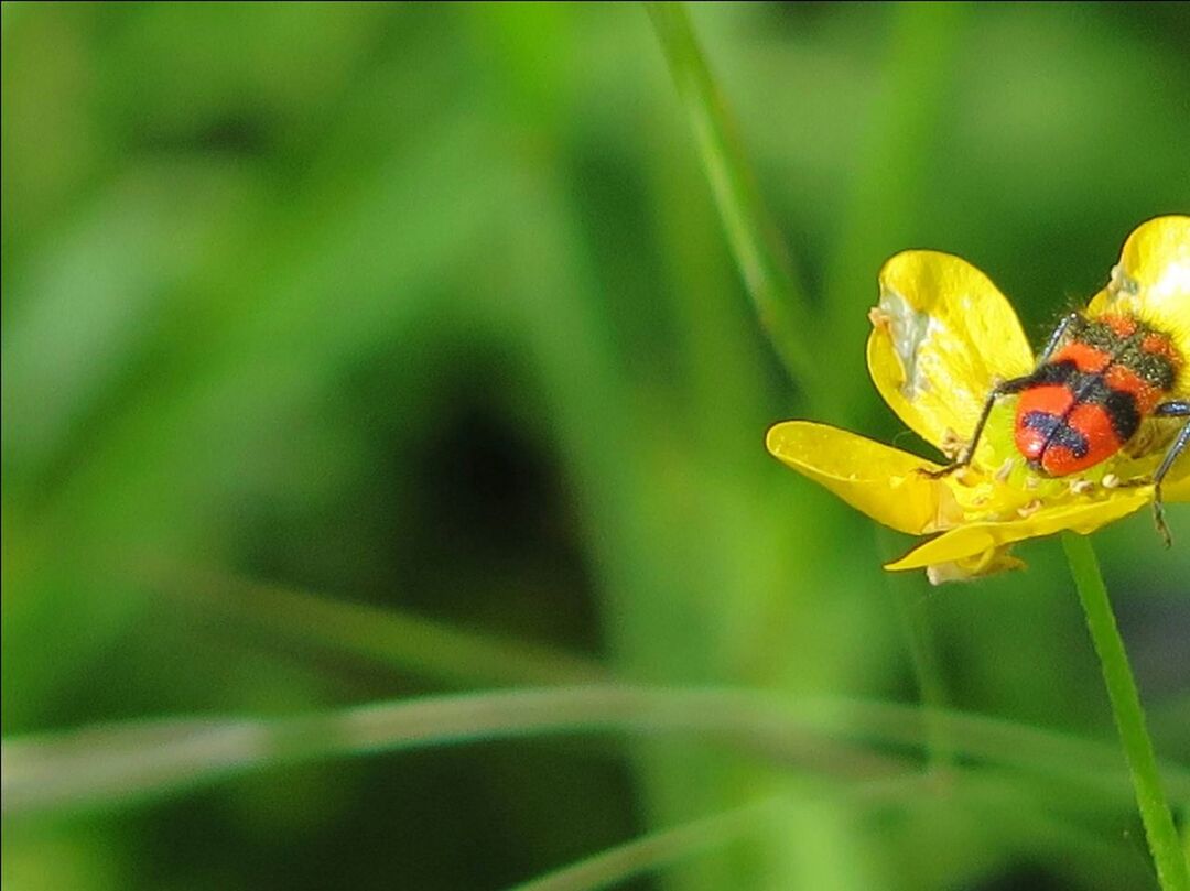 flower, petal, close-up, freshness, fragility, yellow, focus on foreground, growth, plant, beauty in nature, flower head, nature, selective focus, insect, green color, blooming, outdoors, day, leaf, bud