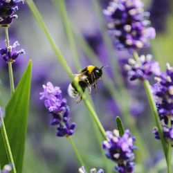 Close-up of honey bee on bunch of purple flowers