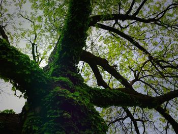 Low angle view of trees