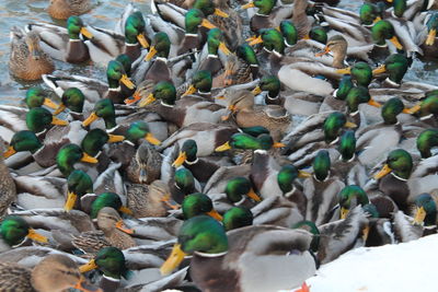 Full frame shot of birds