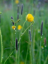 Close-up of yellow flowering plant