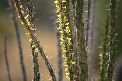 Close-up of crop growing on field