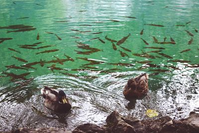 Ducks swimming in lake