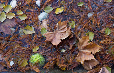 High angle view of maple leaves on street