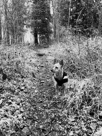 Dog on field in forest