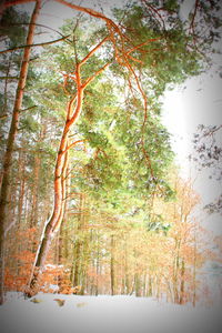 Trees against sky