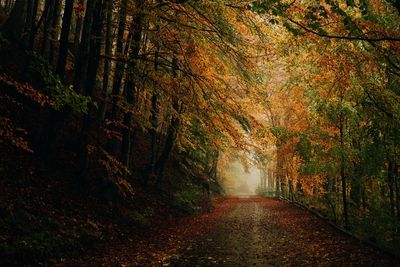 Road amidst trees in forest during autumn