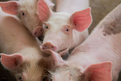 Small pigs at the farm,swine in the stall. meat industry.