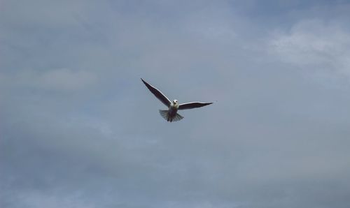 Low angle view of seagull flying in sky