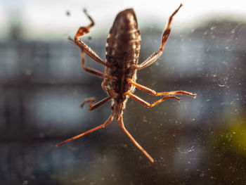 Close-up of spider