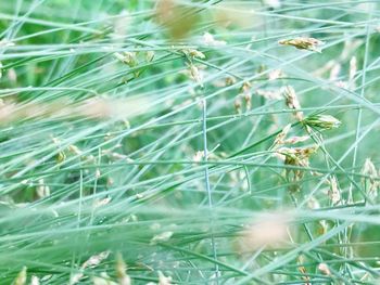 Close-up of fresh plants on field