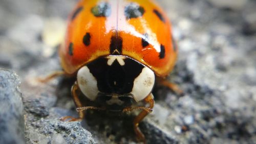 Close-up of ladybug on blurred background