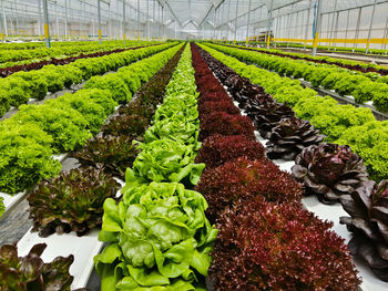 Plants growing in greenhouse