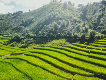 Scenic view of agricultural field
