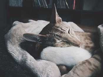 Close-up of cat sleeping at home