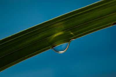 Low angle view of dew drop hanging from grass against clear blue sky