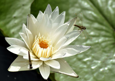 Close-up of insect on white water lily