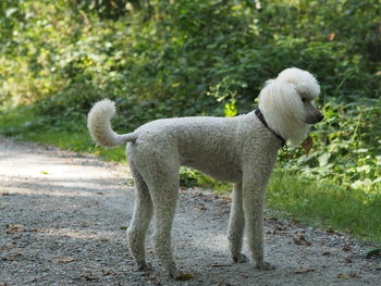 Side view of a dog standing against plants