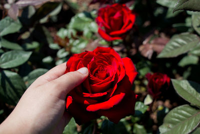 Close-up of woman hand touching red rose outdoors