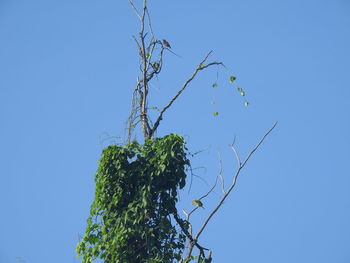Low angle view of tree against clear blue sky