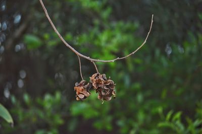 Close-up of plant