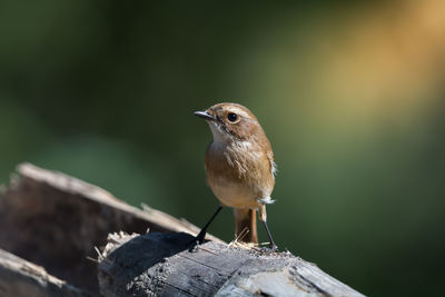 Close-up of bird perching outdoors