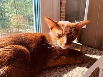 Cat sitting on window at home