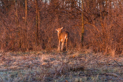 Deer standing on field in forest