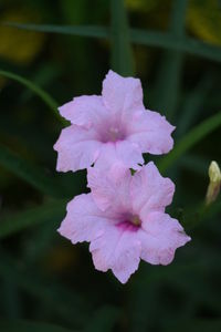 Close-up of pink flower blooming outdoors