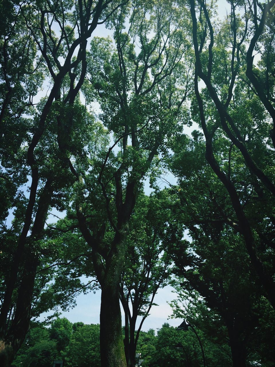 tree, low angle view, growth, branch, green color, tranquility, nature, tree trunk, forest, beauty in nature, tranquil scene, scenics, sky, day, lush foliage, outdoors, no people, green, sunlight, woodland