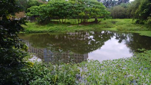 Scenic view of lake amidst trees