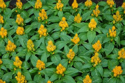 Full frame shot of yellow flowering plants