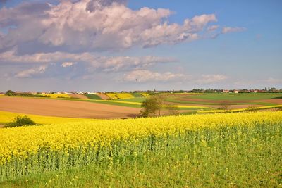 Scenic view of oilseed rape field against sky