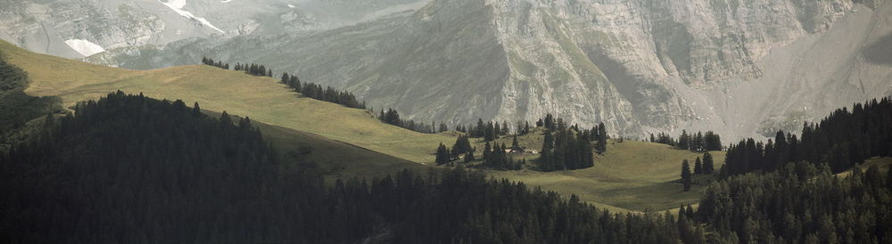 Panoramic shot of trees on landscape against sky